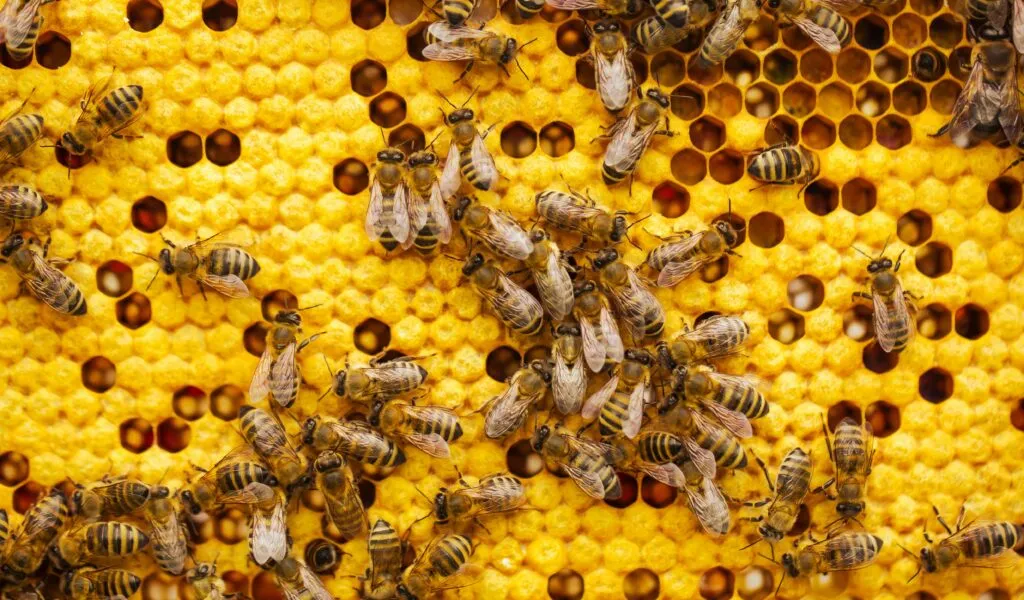 Honey Acres