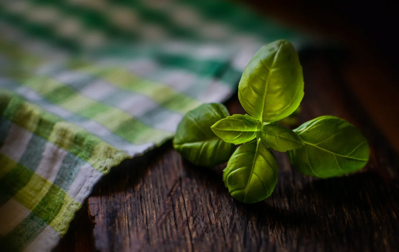 Holy Basil (Tulsi)