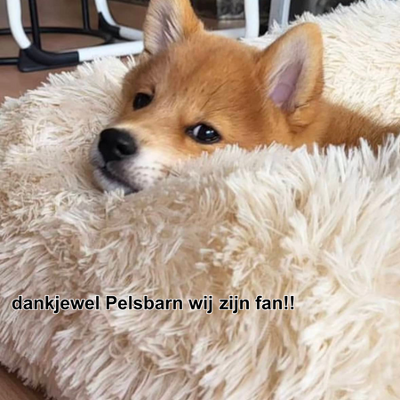 Pelsbarn dog bed range — natural materials, charity-backed