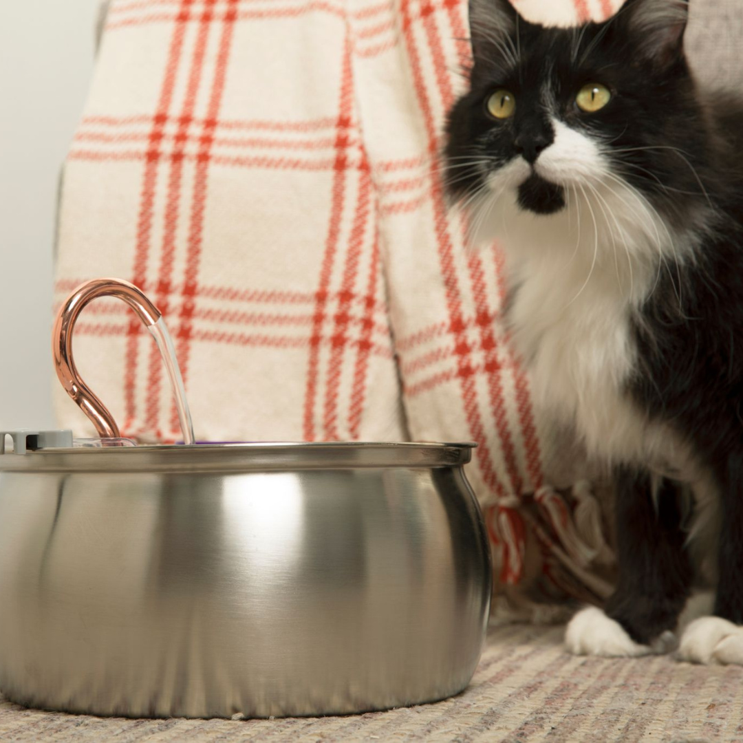 Best cat water fountain 2026 — KittySpout lineup