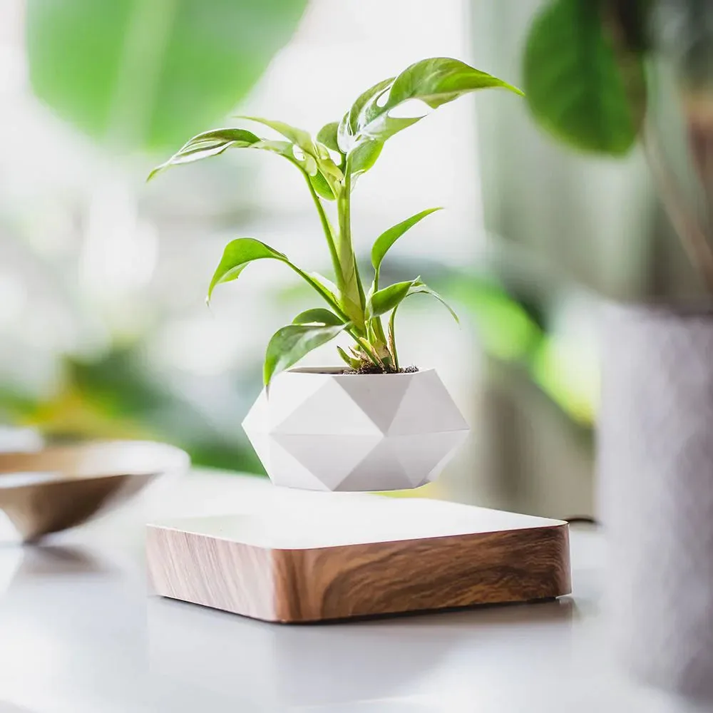 Lily & Eden LeviPlantPot magnetic levitating planter hovering above wooden base