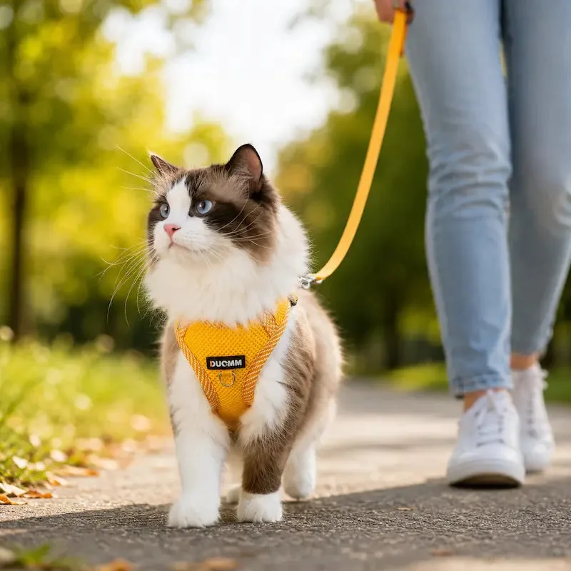 Griffe d'Amour Y-shaped harness for cat outdoor walks